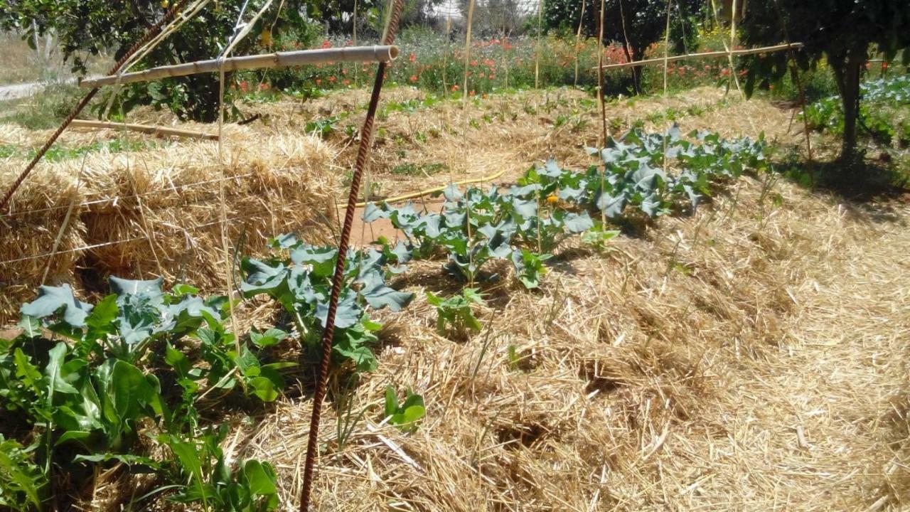 Il Filo Di Paglia Acomodação com café da manhã Comiso Exterior foto